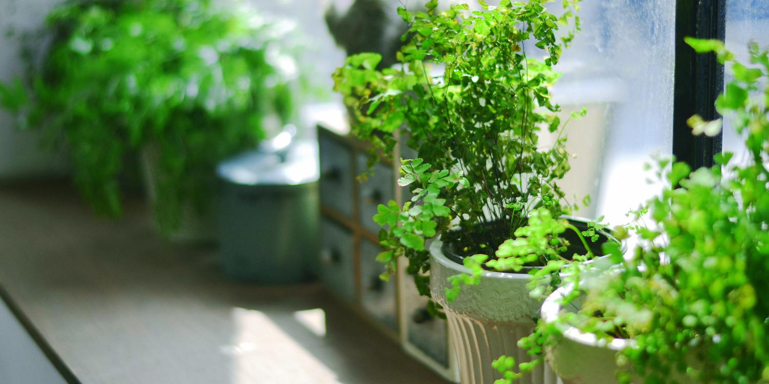 办公室植物摆放需要注意的风水要素