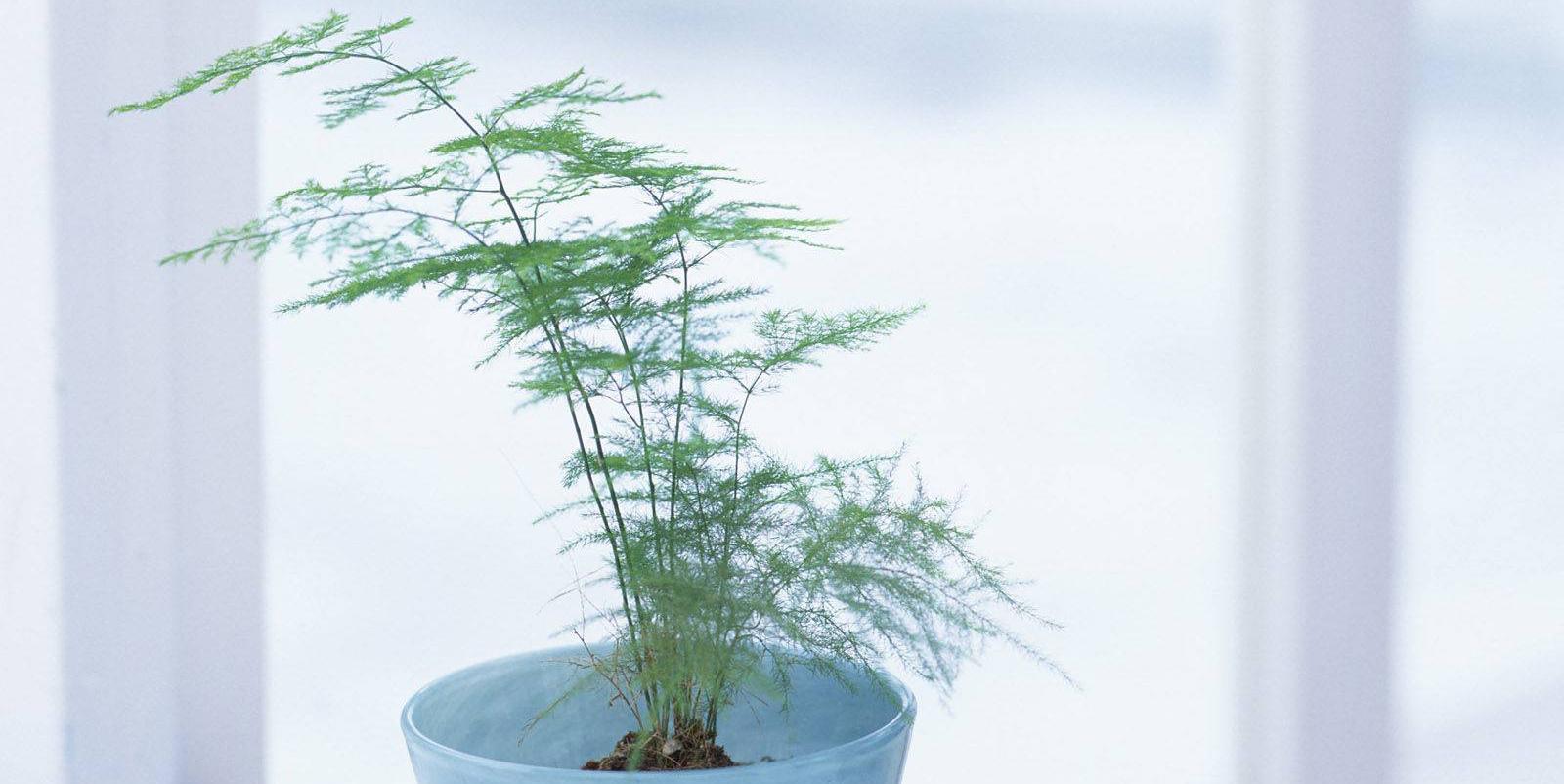 书房风水：书房中摆哪些植物会对学业事业有帮助？