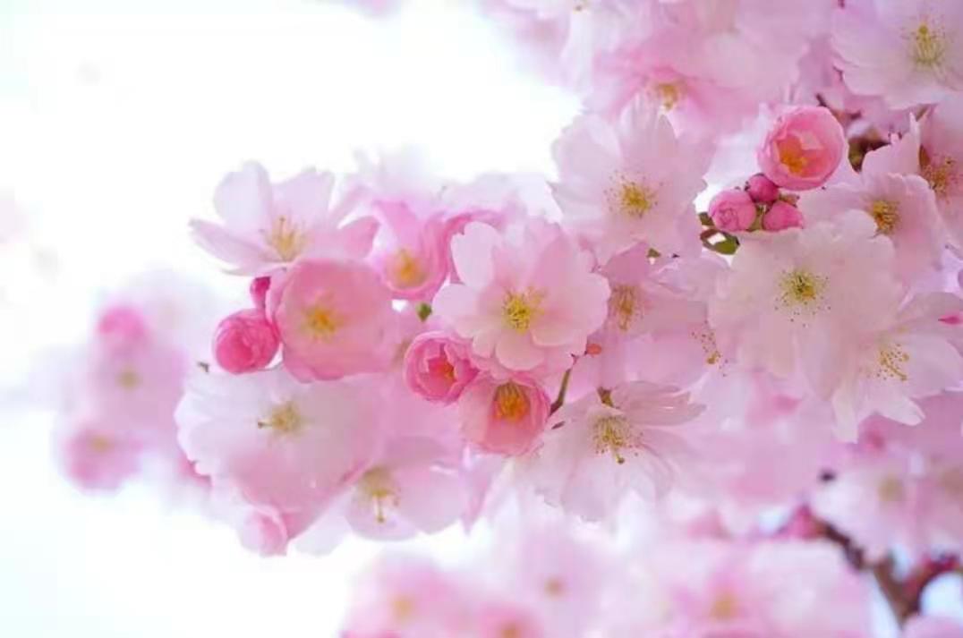 流年桃花运，果然有财桃花才会来