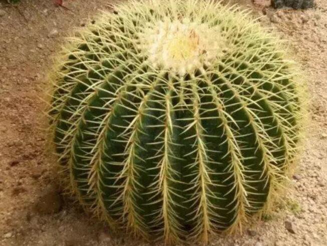 仙人球的风水作用有哪些