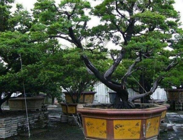 庭院种什么树风水好