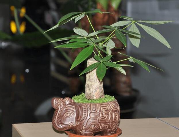 发财树与风水方面的问题